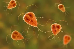 Lamblioza (Giardia lamblia)