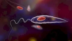 Leiszmania (Leishmania)