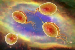 Rzęsistek (Trichomonas )