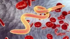 Włosogłówka (Trichocephalus trichiurus)